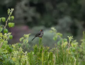 Biodiversidad Colombia