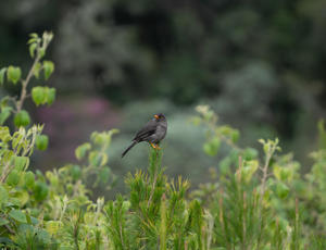 Biodiversidad Colombia